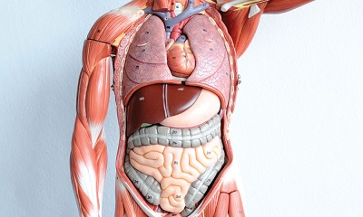 Human Body Sytems Image